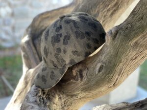 Comment faire de sa casquette, un accessoire éco-responsable ?